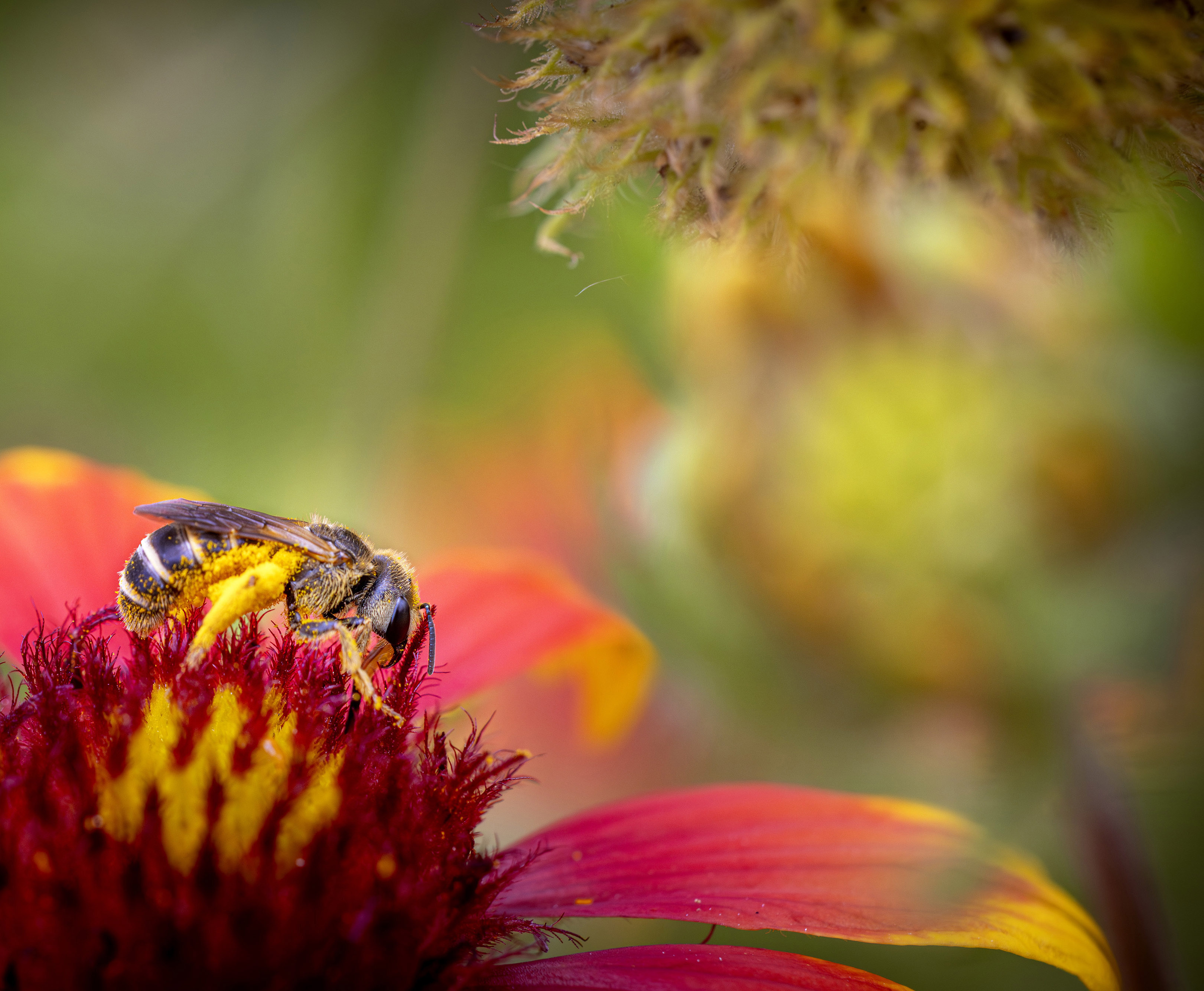 A bee on a flower