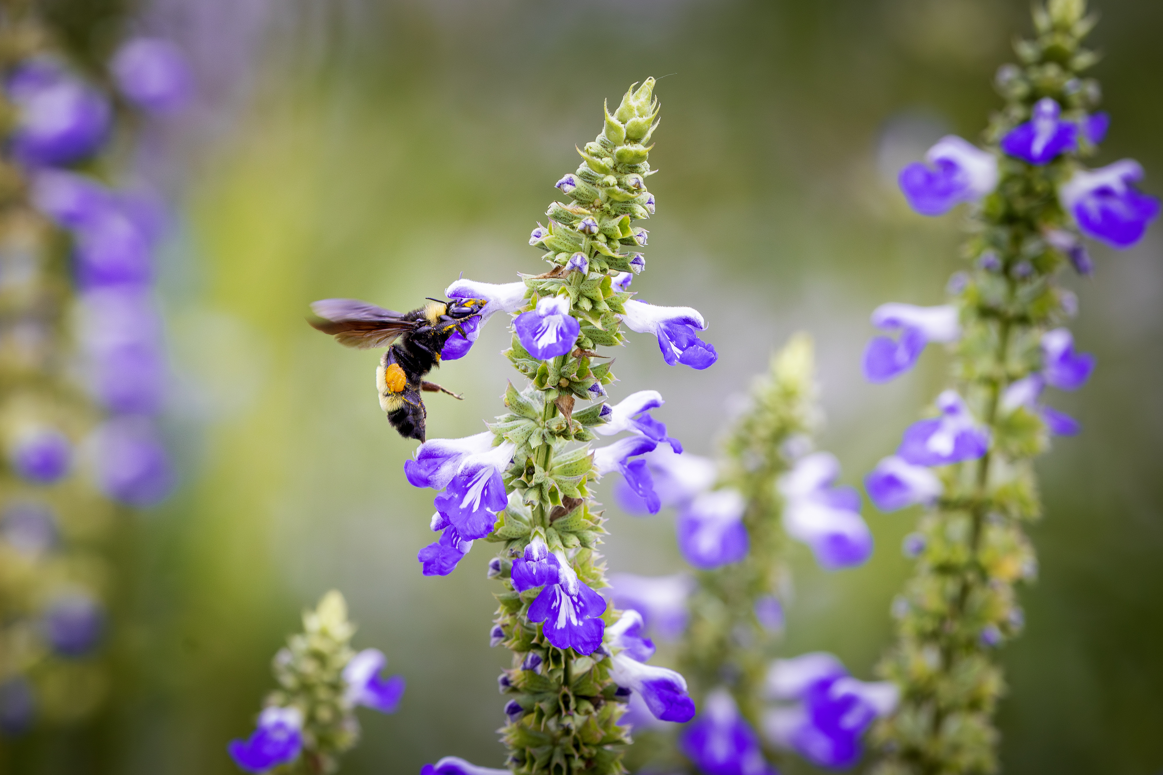 A bee pollinating flowers