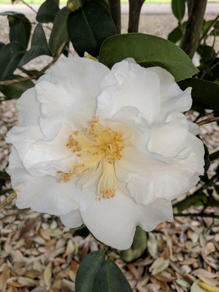 Camellia japonica "Hank's Choice"