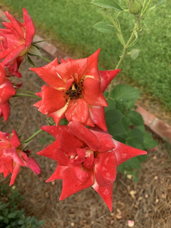 red roses