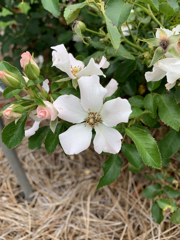 white rose