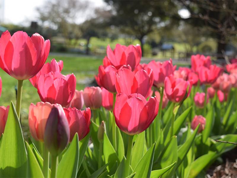 pink tulips