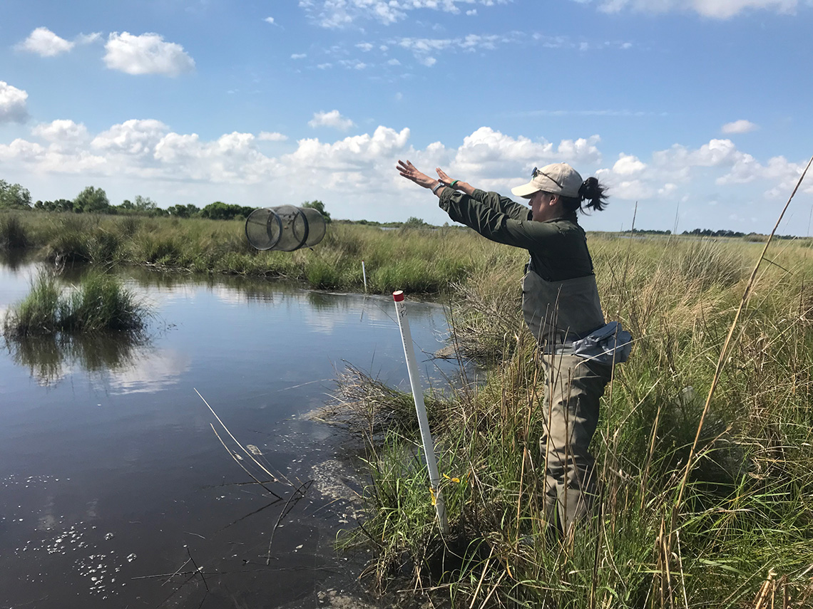 A woman throws a minnow trap into a pond