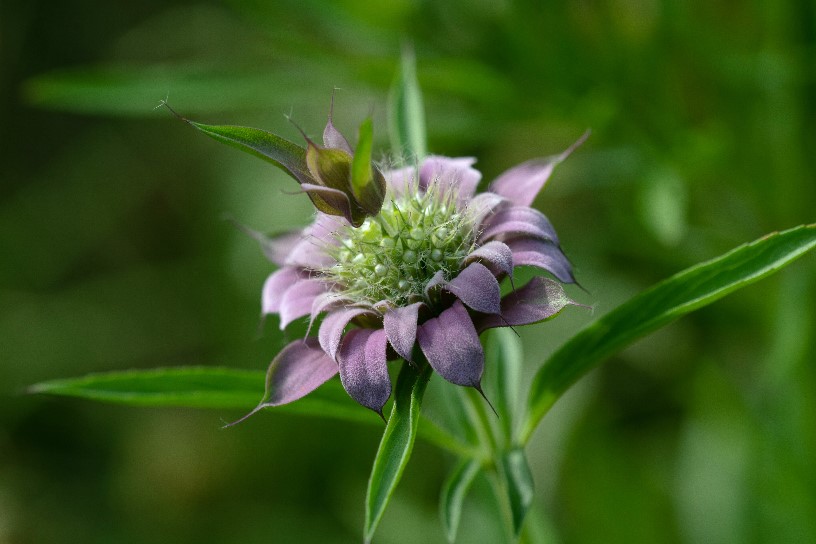 Lemon Mint, Monarda citriodora