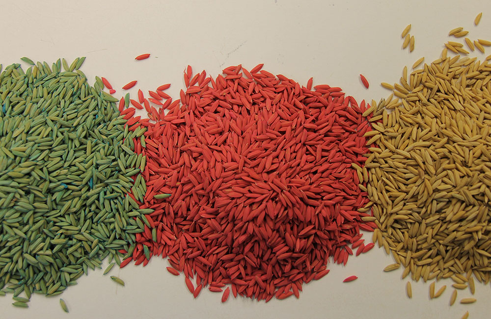 Rice seed treated with insecticides, in colors of green, red, and natural to help identify treated seeds.