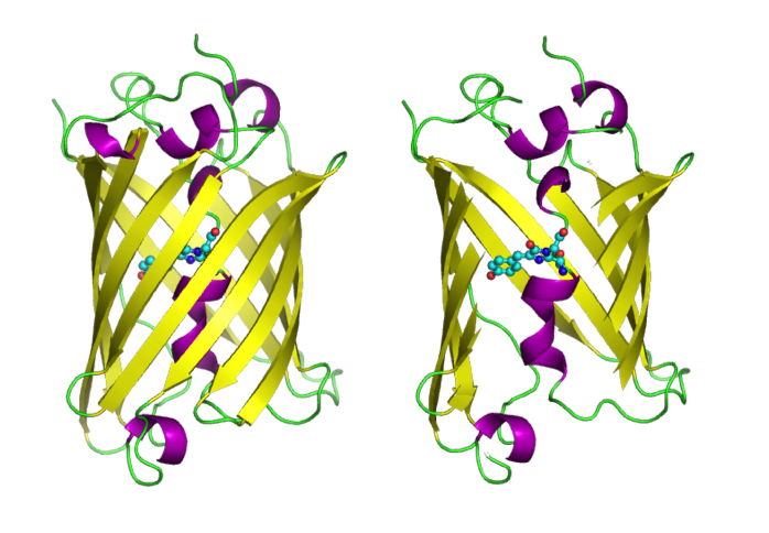 Green fluorescent protein structure