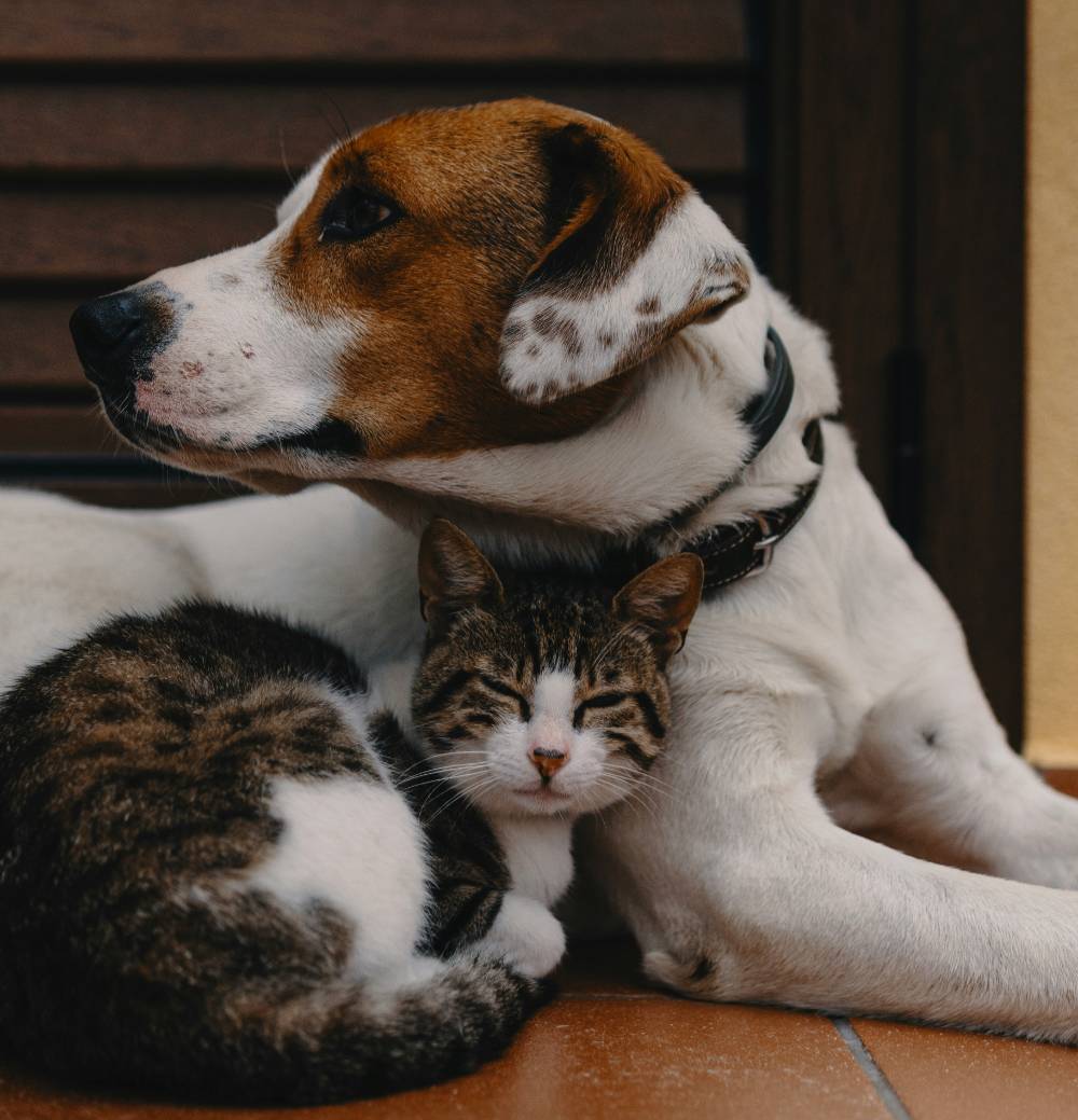 Dog and Cat Together