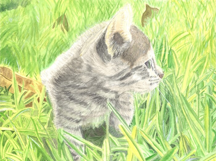 Grey Boy grey cat in the grass