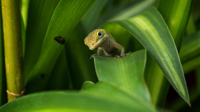 Whatcha Looking At? lizard on a leaf