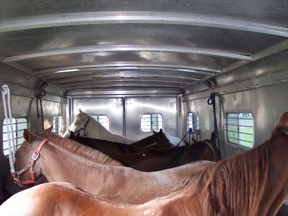 horses in a trailer