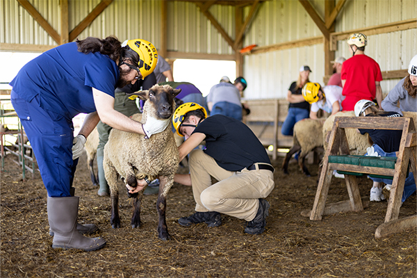 disaster response training with sheep